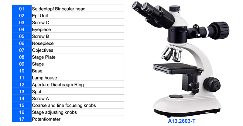 WF10X Eyepiece Binocular Student Optical Microscope ABBE NA1.25 Condenser