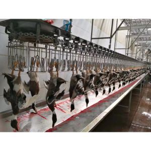  High Capacity Poultry Slaughtering Line Halal Chicken Slaughterhouse Machine 1000BPH Manufactures