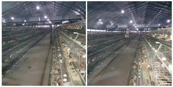 Hot Dipped Galvanzied Indoor Duck Cage 64 - 80 Duck Capacity Environmental