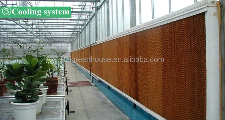 Film Covered Greenhouse for Agriculture in Namibia Affordable and Customizable Height