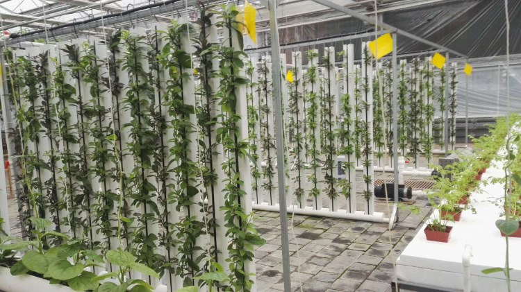 Commercial Hydroponics Nft Strawberry And Flower Vertical Growing System Zipgrow Tower
