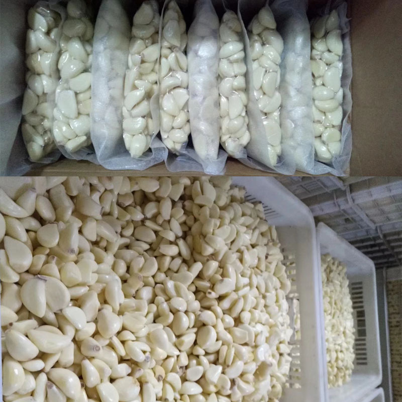 Dry Fully Automatic Garlic Peeling Machine Industrial Garlic Peel Off Machine 30kg/H 200W