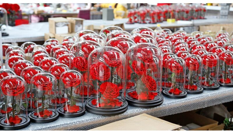 OEM Perfect Valentines Day Gifts Multiple Colours Preserved Everlasting Real Rose Flower in Glass Dome