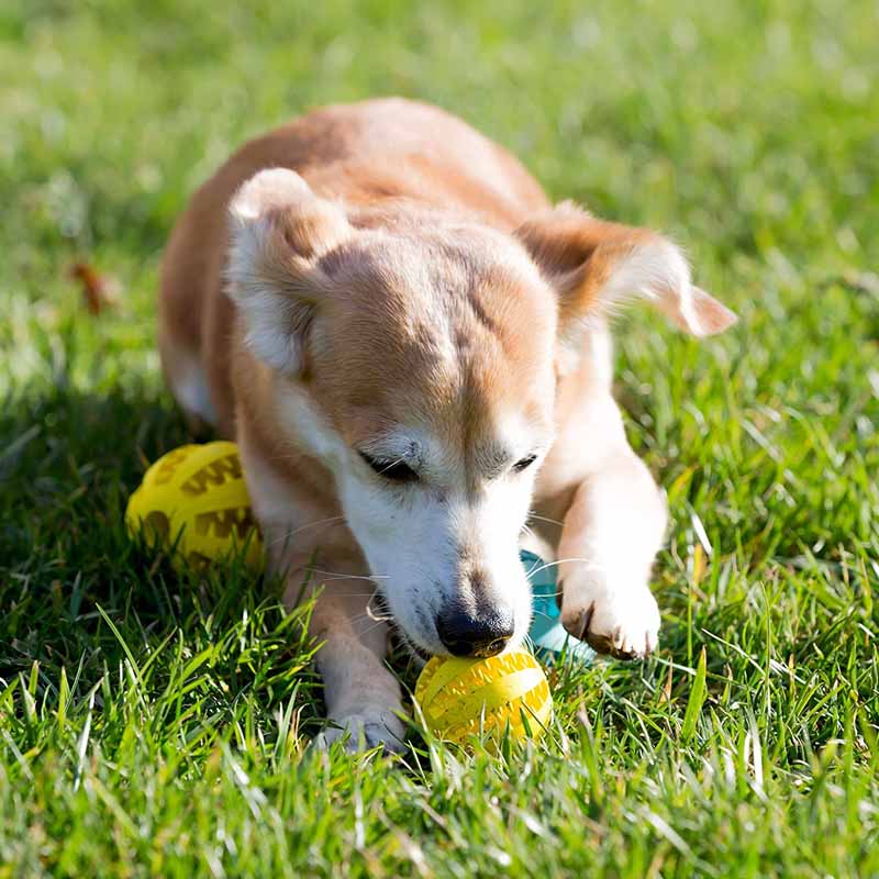 Dog Pet Treat Dispensing Ball Solid Rubber Chew Toy with Natural Rubber Material in Dark