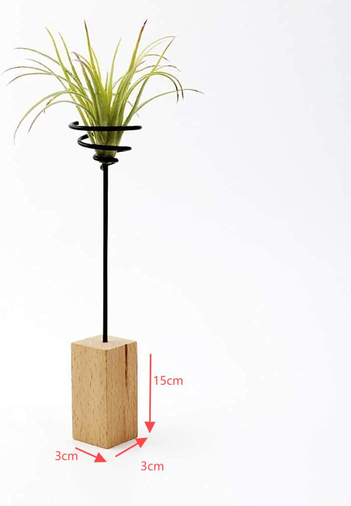 Real Wood Base Air Plant Holder. Small Terrarium for Living Room &AND Hallway Decor Office Desktop Decoration
