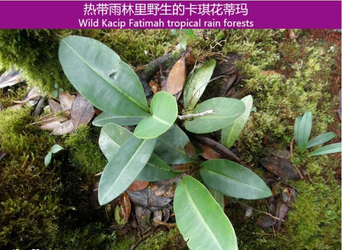 100% natural Kacip Fatimah extract /Kacip Fatimah powder