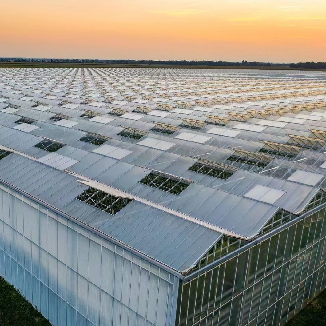 Venlo Hollow Double Layer Tempered Glass Greenhouse with Hydroponics Growing System