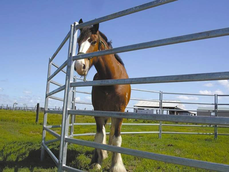 Power Coated Cattle Panel Pipe Fence 1.8m High Low Carbon Steel