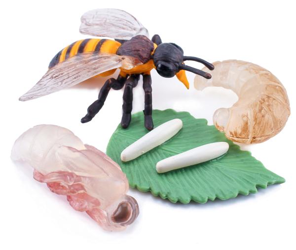 Realistic 4 PCS Bee Animal Life Cycle Insect Growth Model Figure Cake Toppers