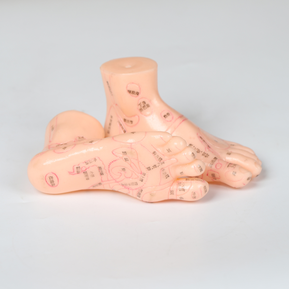 Chinese Acupuncture Body Model With Muscles 60/85/170cm