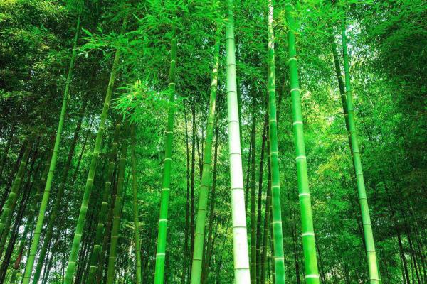 Bamboo Oriented Strand Board (BOSB) Production Line High Productivity Full