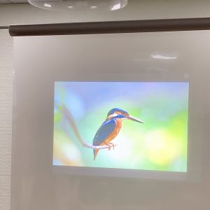 China Dark Grey Self Adhesive Rear Projection Foil , Front Projection Film for Trade Shows on sale