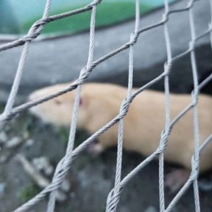 Animal Enclosure Mesh Of 60/90 Degree Animal Containment Netting