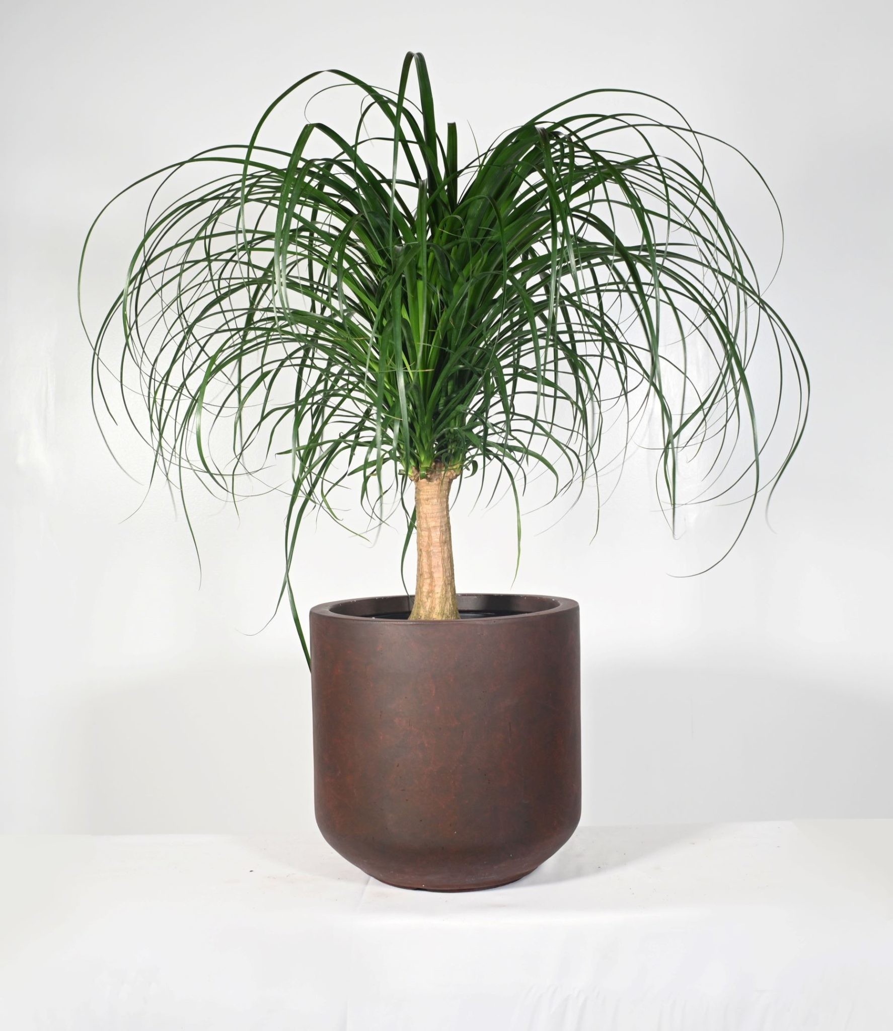 Wholesale Real Plant Display With Fiber Clay Planters Decoration