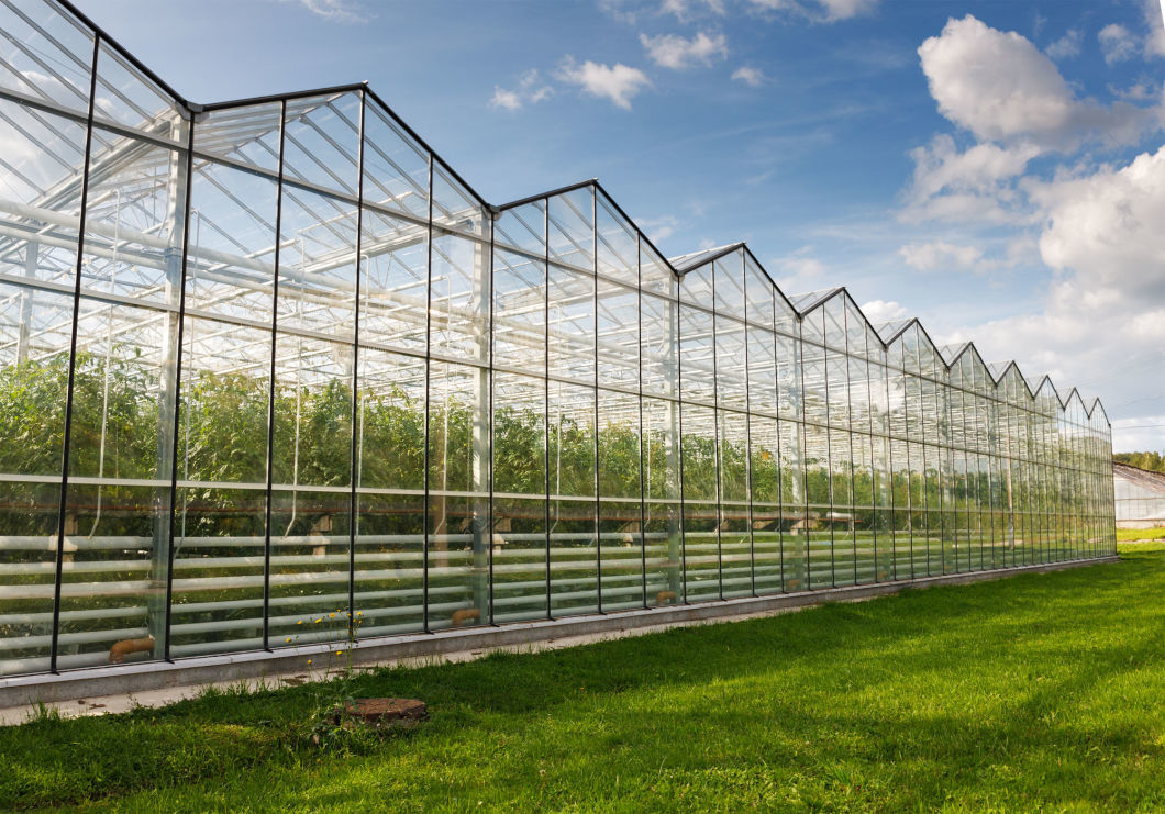 Greenhouse Hydroponics Growing System for Vegetables