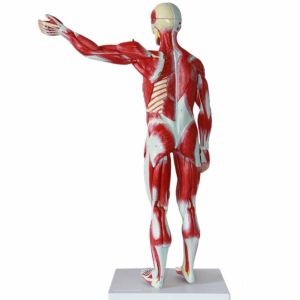 3D Skeletal Viscera Muscle Skeleton Model Customized