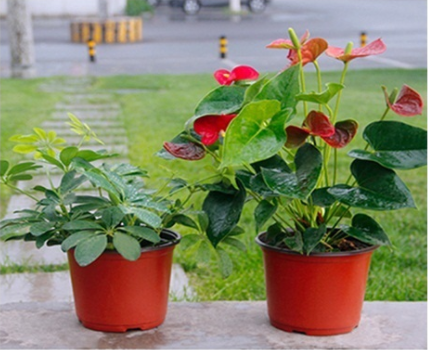 wholesale Two-color plastic flower pot for Orchid seeds