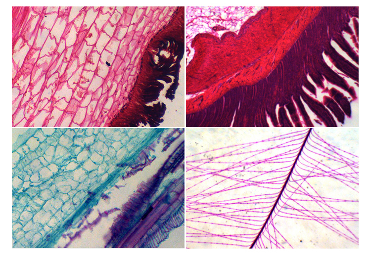 LED Light Source Student Biological Compound Microscope A11.1505 25x - 675x Magnification