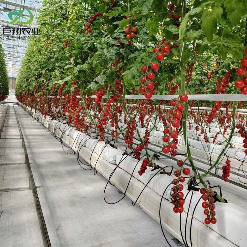 Professional Commercial Film and Glass Green House Constructed by Juxiang Greenhouse