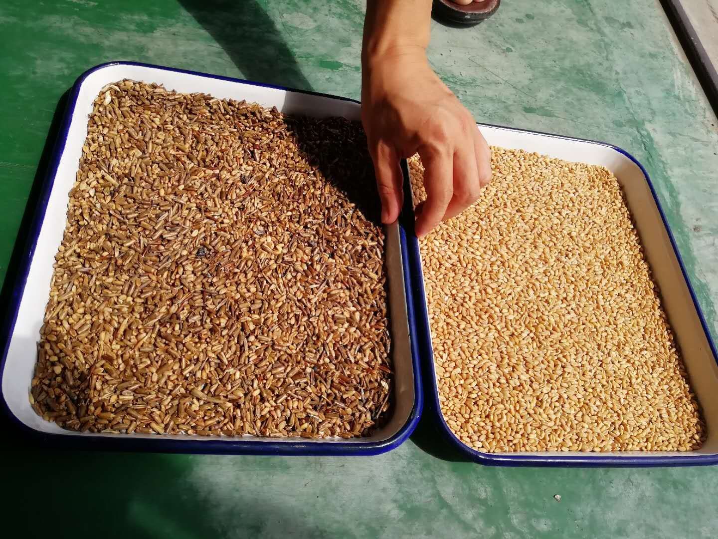 Optical Grain Color Sorter For Wheat Grader Separator 512 Channels