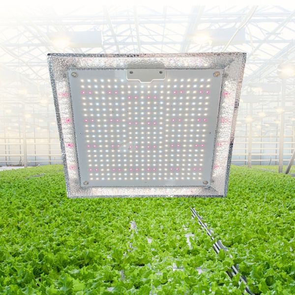Quality Greenhouse Dimmable Quantum Board Grow Light For Grow Tent for sale