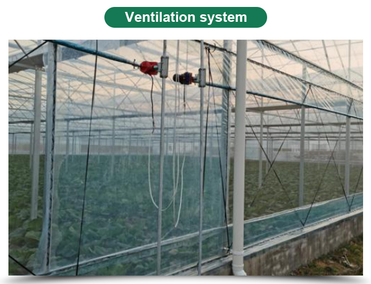 Long Life Multi-Span Film Greenhouse with Electric Control and Cooling Pad Fan System