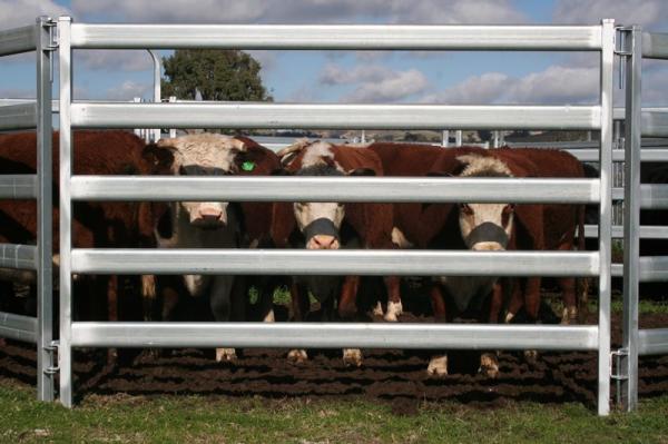 Used Cattle Yards For Sale Farm Fencing Direct Portable Cattle Panels and