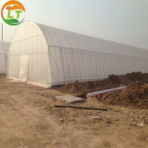 Single-Span Agricultural Greenhouse for Cultivation of Vegetables Fruits and