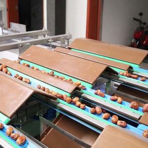 Size Classification 2.0 Tons Per Hour 8-Lane Palm Dates Sorting Machine