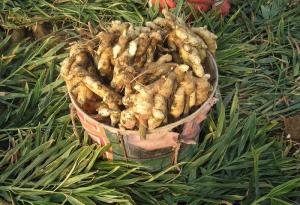China 2016 New Crop China Fresh Organic Yellow Ginger For Bangladesh on sale