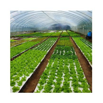 160 Well Seedling Tray Seedling Tray Eps200 Well Seedling Tray Epsseedling Tray EPSNursery Tray Nursery Tray