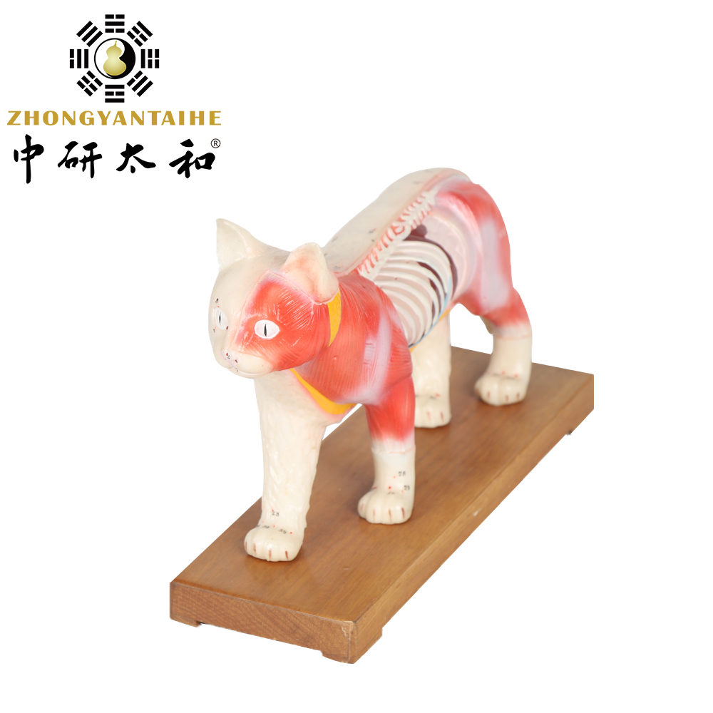 28cm Cat Acupuncture Model Chinese Medical Teaching Acupuncture Body Model PVC