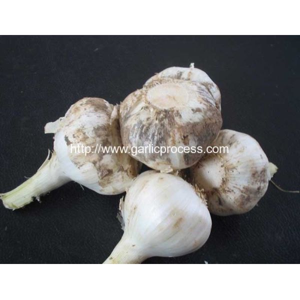garlic-root-cutting-removing-machine-product