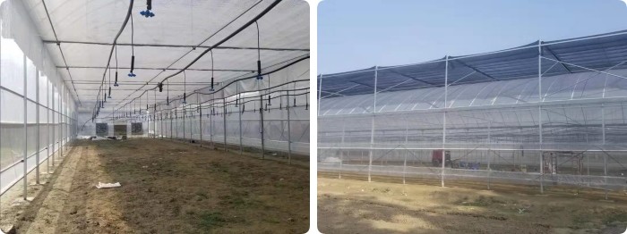 8m Wide Span Tomato Greenhouse Farming Commercial Poly Tunnel With Shading System Spray Irrigation System