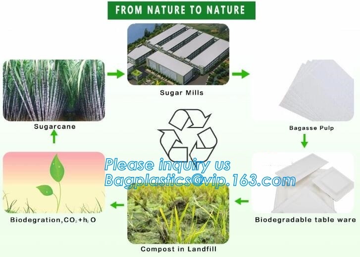 Meal Prep Containers Free Sample Bento Lunch Box Biodegradable Food Container Plastic Wheat Straw Lunch Box bagplastics
