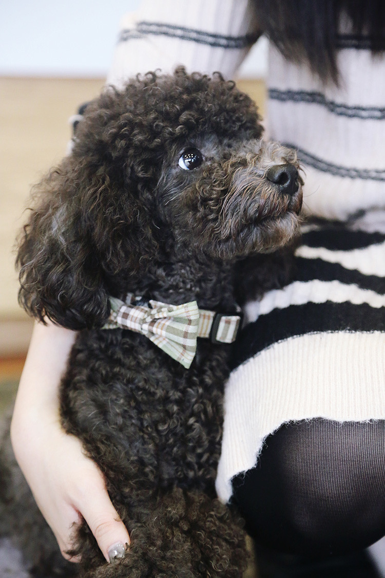 1.5cm 0.59 Inch Comfortable Bow Tie Ribbon Dog Collars With Nameplate Korea Style