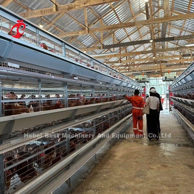H Type Full Hot Dip Galvanized Automatic Chicken Cage Equipment For Chicken Farm Sandy