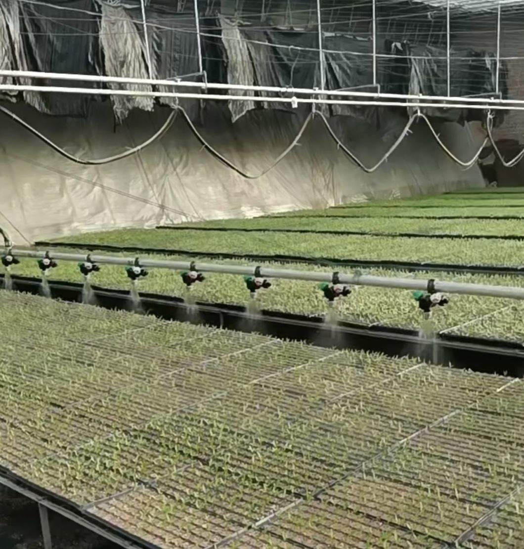 Multi-Span Plastic Tunnel Film Greenhouse