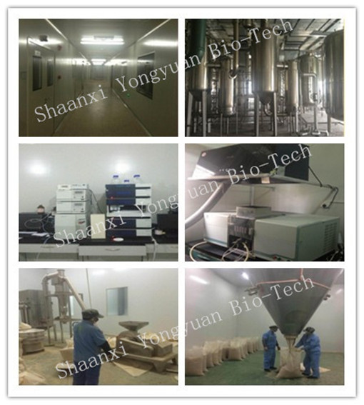 100% natural Green tea Extract natural antioxidant ,Eliminating free radicals, high quanlity ,Shaanxi Yongyuan Bio-Tech