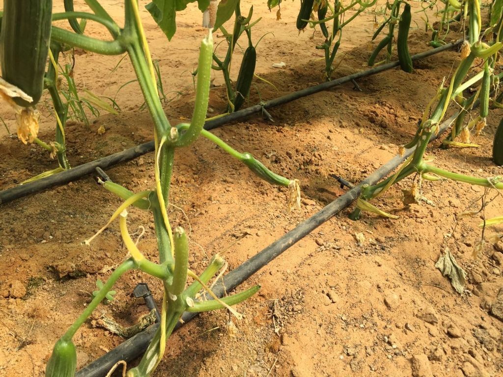 Durable Tomato Tying Twine For Big Square And Round Agricultural Bales