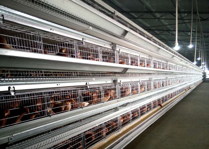 Layer Chicken Farm Tools Broiler Farming In Cage System Science Design