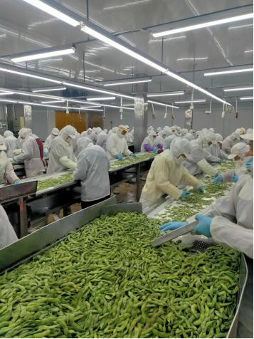 Nutritious Frozen Edamame Beans With No Rusty Spot