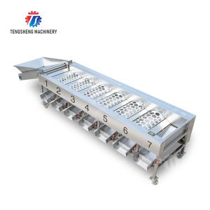 Processing Production Inspecting Grading Fruit Vegetable Onions Saiko persimmon