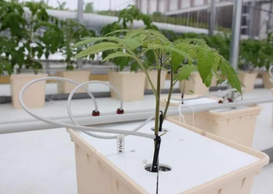 Vertical Farming Container Greenhouse in Shipping Container Design