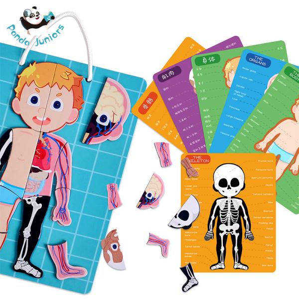 Educational Human Body Puzzle Anatomy Toys Logical Thinking Gifts For Preschoole
