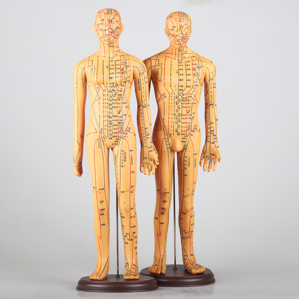 Chinese Acupuncture Body Model Acupoint 50cm Acupuncture Meridian Model