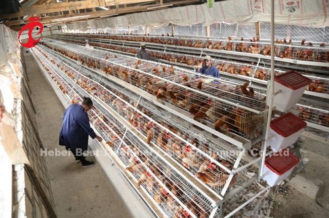 Anti Rust Poultry Layer Cage For Egg Laying Hens With 25 Years Lifespan Emily