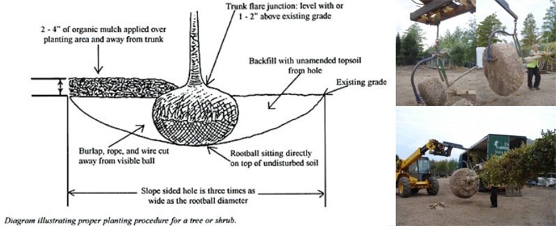 Wire tree root ball mesh basket for trees nursery or gardening