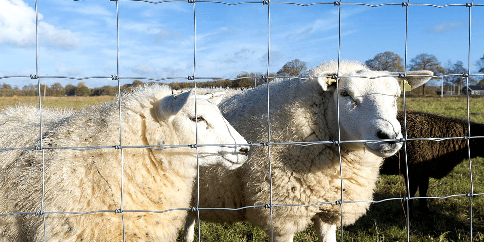 Heavy Duty Electro Galvanized Field Fence Weave Deer Fence High Tensile Cattle Fence For Animal Enclosure