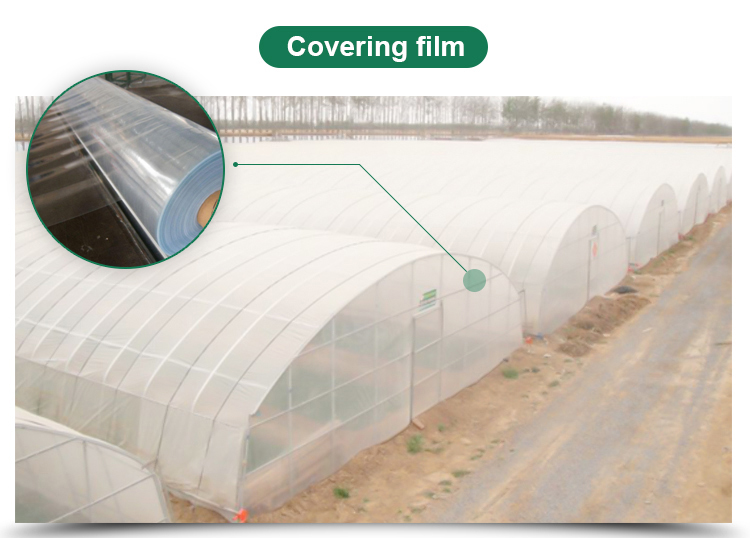 Tunnel Greenhouse for Strawberries and Tomatoes Planting Fast Delivery within 30 Days